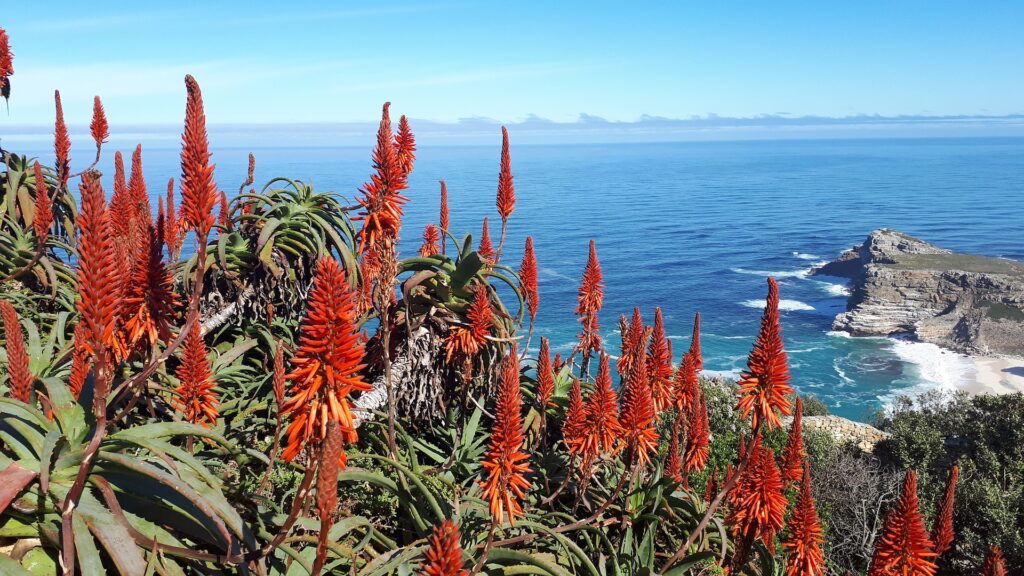 Aloe Ferox an der Küste von Süd-Afrika